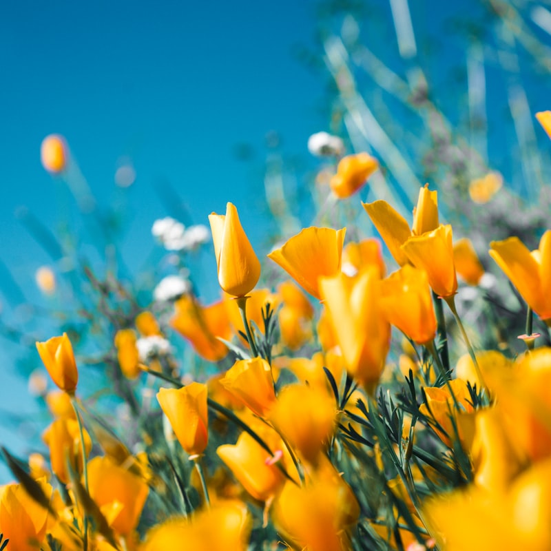 Fresh flowers